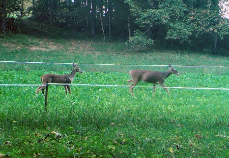 Does in Food Plot