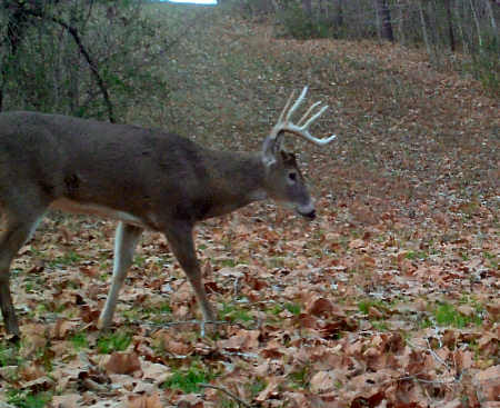 Illinois Buck