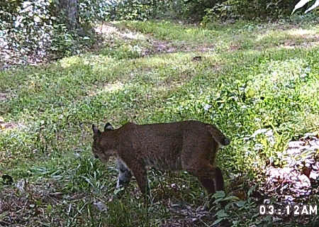 Bobcat