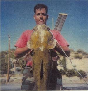 28 lb Flathead Catfish