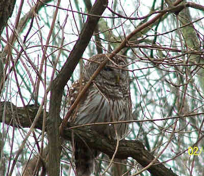 Owl In Tree