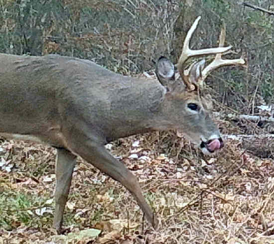 Illinois Buck