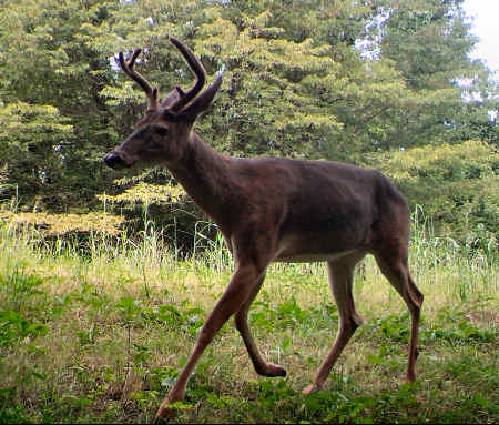 Buck In Velvet