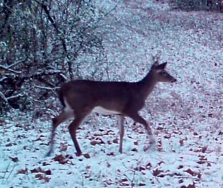 Doe In Snow