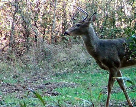 Trail Camera Photo