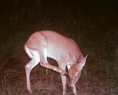 Trail Camera Photo