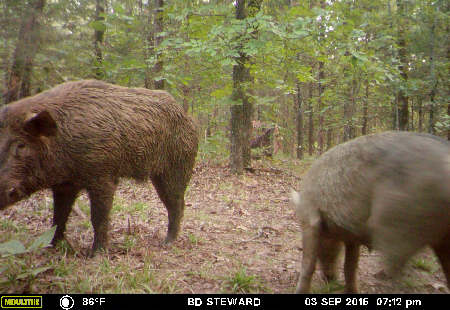 Trail Camera Picture