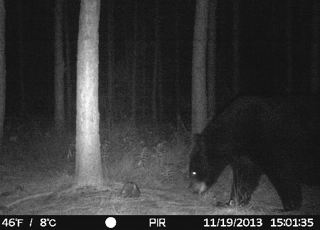 Trail Camera Photo