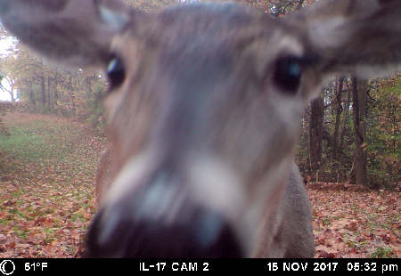 Trail Camera Picture