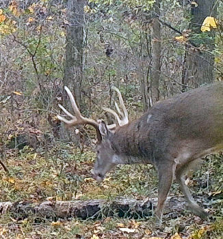Trail Camera Picture