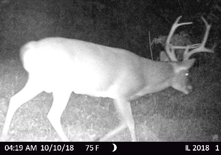 Trail Camera Picture