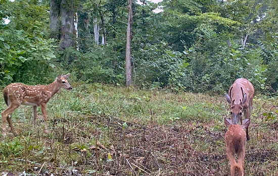 Trail Camera Picture
