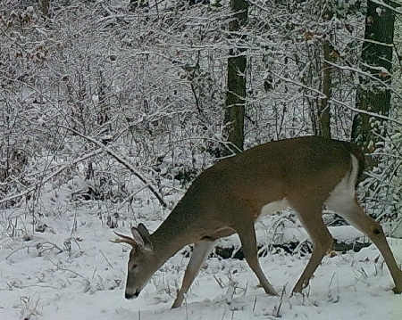 Trail Camera Picture