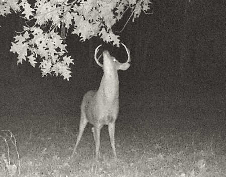 Trail Camera Photo