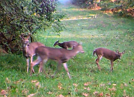 Trail Camera Picture