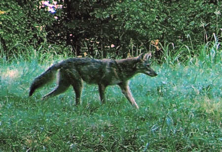 Trail Camera Photo