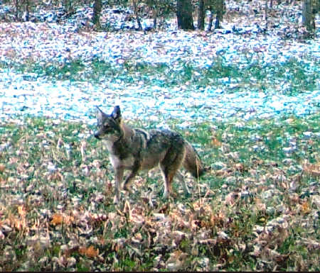 Trail Camera Photo