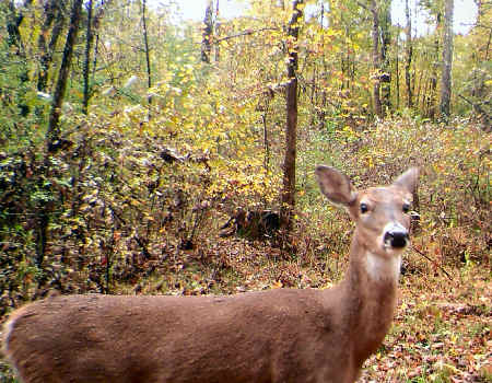 Trail Camera Photo