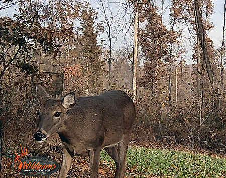 Trail Camera Photo