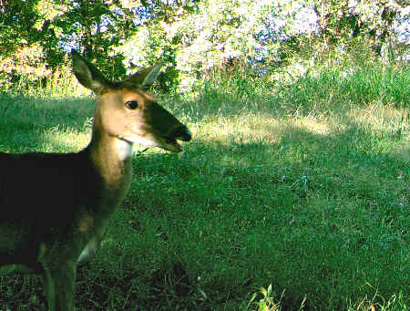 Trail Camera Photo
