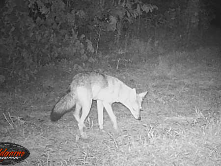 Trail Camera Picture