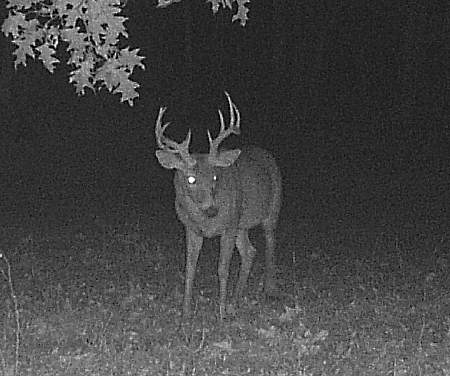 Trail Camera Photo