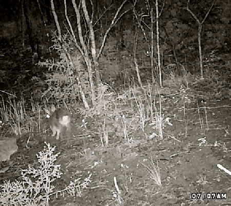 Trail Camera Picture