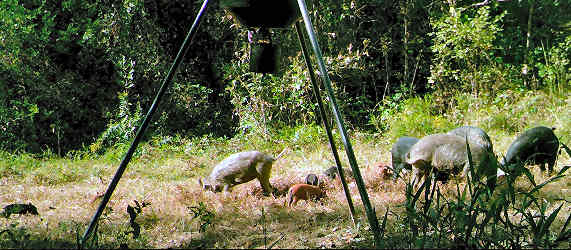Trail Camera Photo