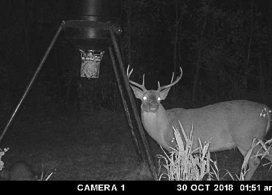 Trail Camera Photo