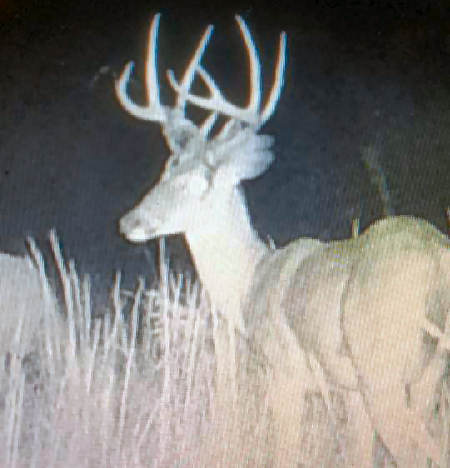 Trail Camera Picture