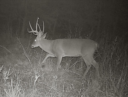 Trail Camera Photo