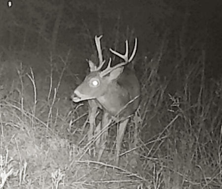 Trail Camera Photo