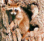 Raccoon
