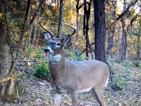 Trail Camera Photo