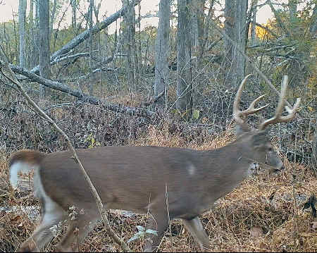 Trail Camera Picture