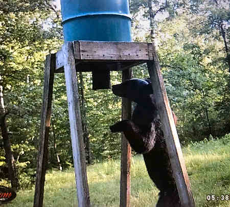 Trail Camera Photo