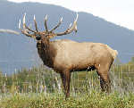 Elk