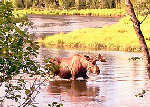 Alaaska Moose