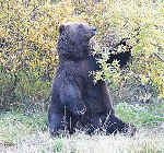 Brown Bear