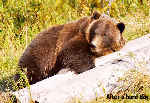 Big Bear