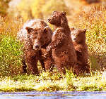 Bear and Cubs