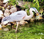 Herron with Fish