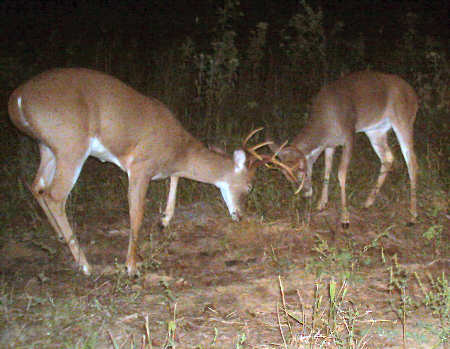 Trail Camera Picture