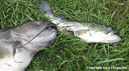 Catfish Attacked Bass!