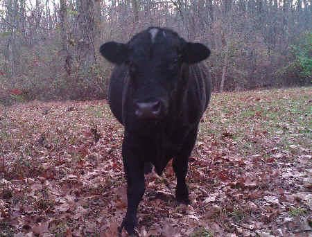 Trail Camera Picture