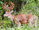 Buck