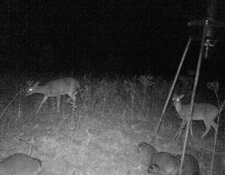 Trail Camera Photo