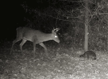 Trail Camera Picture