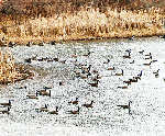 Geese