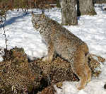 Lynx
